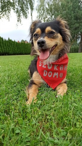 mati-nakolankowa-wesola-i-przyjazna-iskiereczka-do-pokochania-69273-katowice.jpg