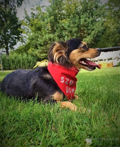 mati-nakolankowa-wesola-i-przyjazna-iskiereczka-do-pokochania-69273-psy.jpg