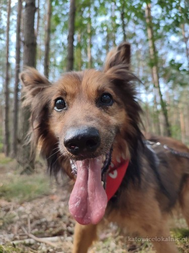 milus-cudowny-psi-dziadus-szuka-domu-tymczasowegostalego-69275-sprzedam.jpg