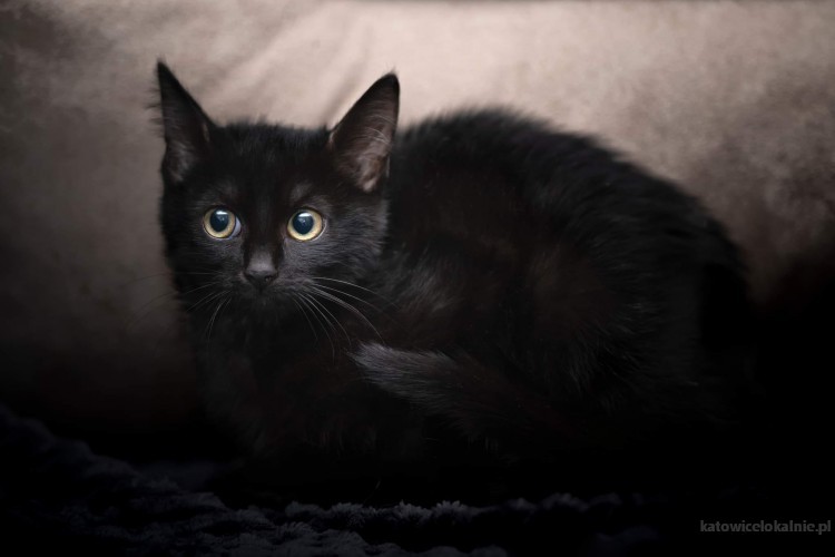blaki-cudny-czarny-kocurek-szuka-kochajacego-domu-69414-katowice.jpg