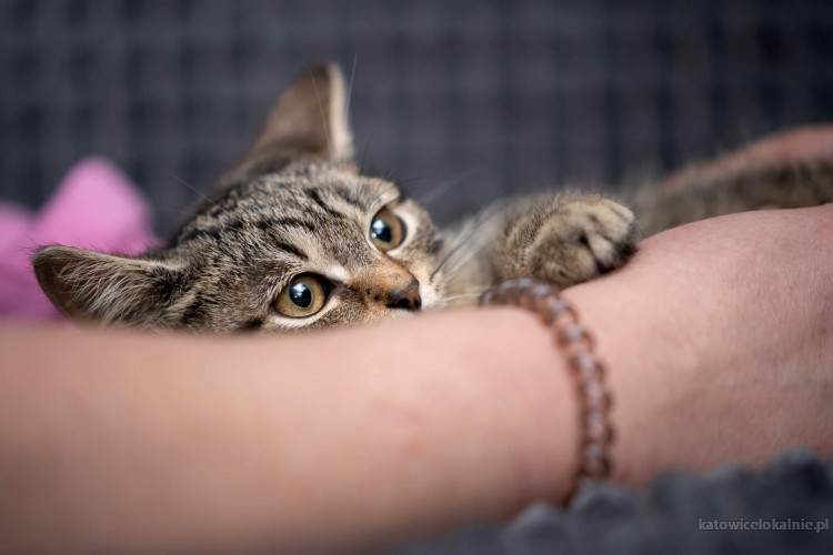timon-cudny-4-miesieczny-pregusek-do-pokochania-od-zaraz-69658-katowice.jpg