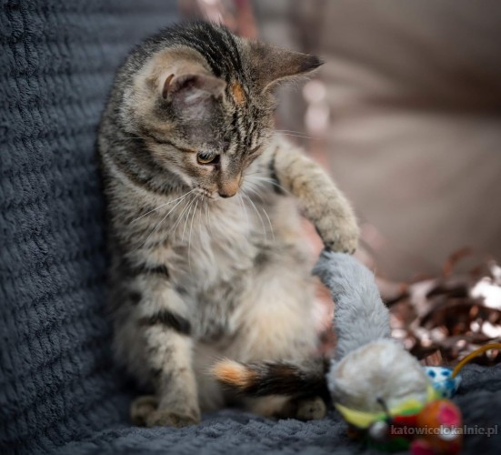torn-4-miesieczny-kotek-szuka-kochajacego-domu-69692-katowice.jpg