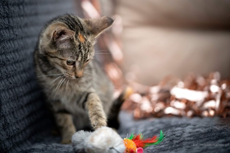 torn-4-miesieczny-kotek-szuka-kochajacego-domu-69692-koty.jpg