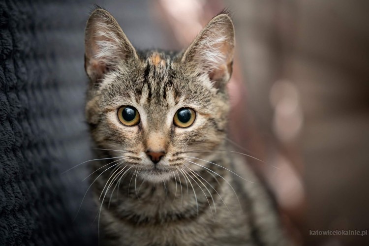 torn-4-miesieczny-kotek-szuka-kochajacego-domu-69692-sprzedam.jpg