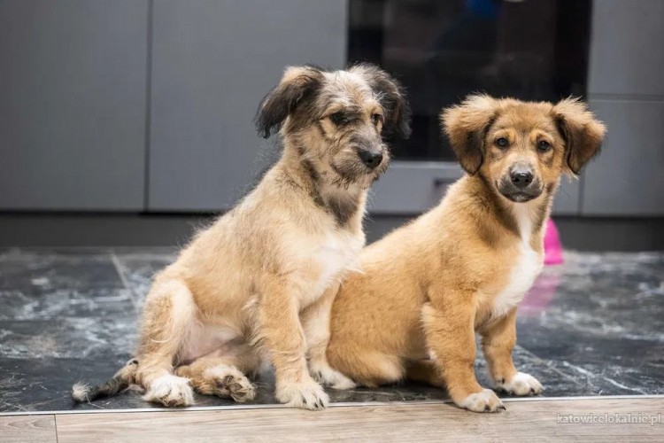 sisi-mlodziutki-wesoly-psi-dzieciak-w-typie-terrierka-adopcja-69754-katowice-do-sprzedania.jpg