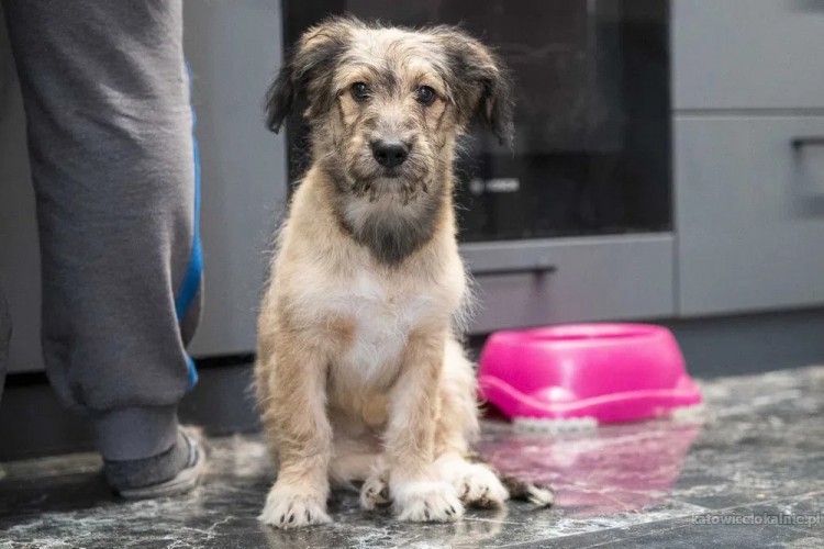 sisi-mlodziutki-wesoly-psi-dzieciak-w-typie-terrierka-adopcja-69754-katowice-foto.jpg