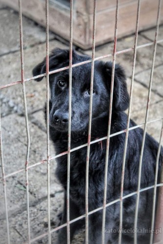 henia-7-miesieczna-niekonfliktowa-sunia-szuka-domu-na-zawsze-69755-katowice.jpg