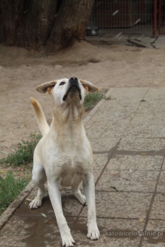 sniezka-mloda-wesola-labrador-mix-do-pokochania-69844-katowice-foto.jpg