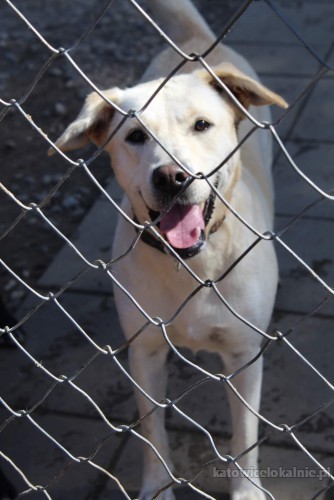 sniezka-mloda-wesola-labrador-mix-do-pokochania-69844-katowice.jpg