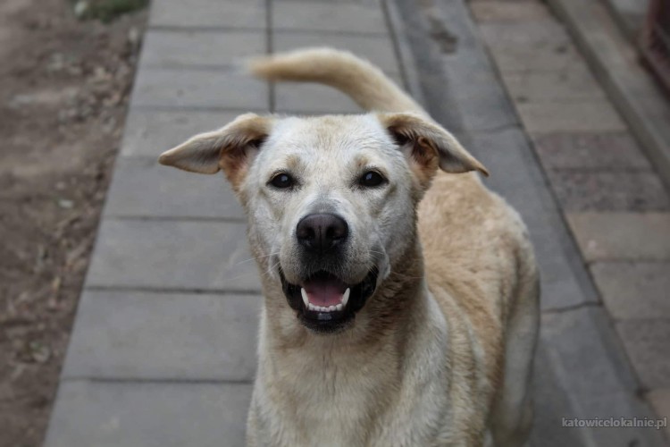 sniezka-mloda-wesola-labrador-mix-do-pokochania-69844-psy.jpg