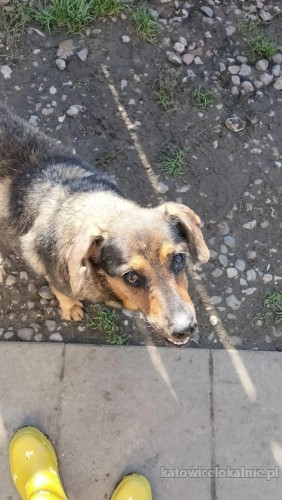 kamisia-cudowna-niekonfliktowa-sunieczka-szuka-domu-69956-katowice-foto.jpg