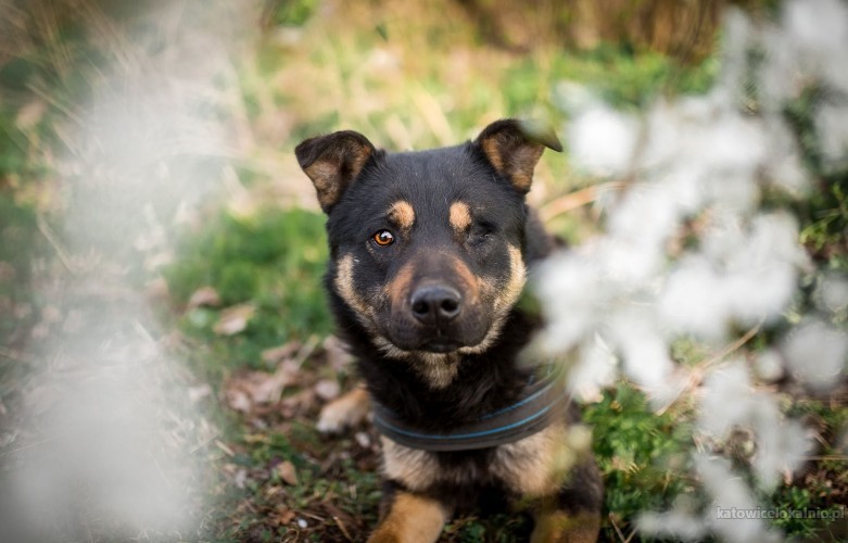 kokosz-mlody-spokojny-psiak-pokochaj-naszego-medrca-69982-zdjecia.jpg