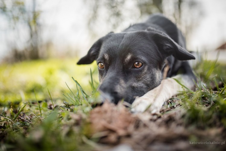 findus-wychowany-w-domu-mlody-wesoly-pies-70006-katowice-do-sprzedania.jpg
