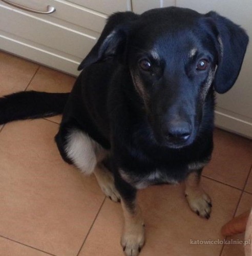 findus-wychowany-w-domu-mlody-wesoly-pies-70006-katowice.jpg