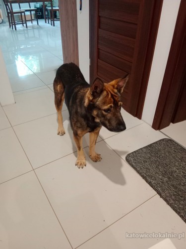mlody-domowy-iwan-przyjazny-psiak-do-pokochania-70011-sprzedam.jpg