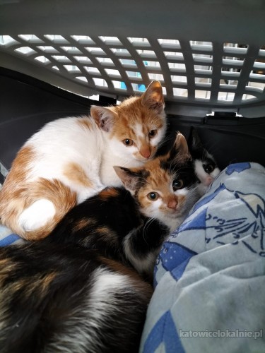 4-miesieczny-kocurek-szuka-kochajacego-domu-70179-koty.jpg