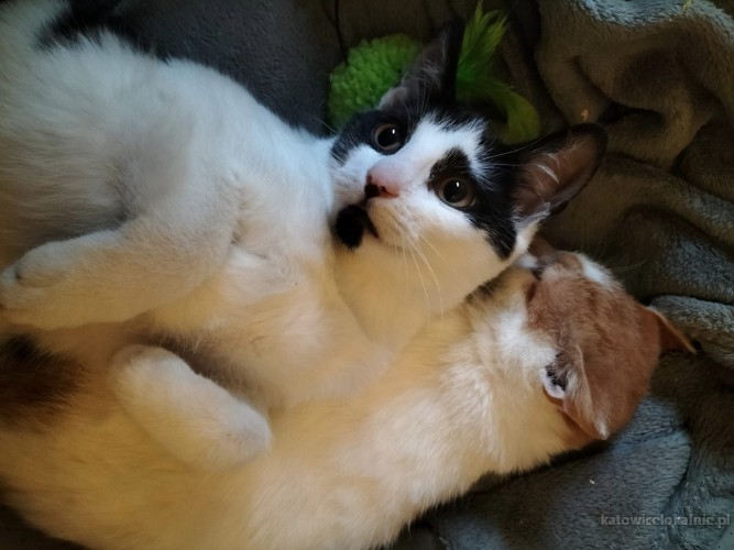 dwa-cudowne-miziaste-kociaki-do-pokochania-70441-koty.jpg