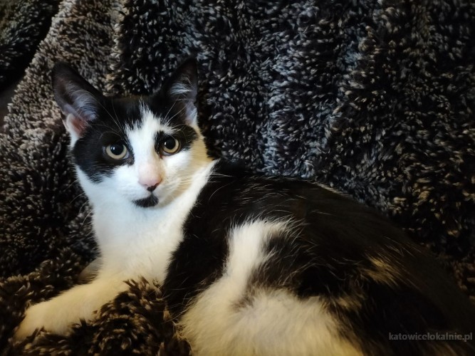 dwa-cudowne-miziaste-kociaki-do-pokochania-70441-sprzedam.jpg