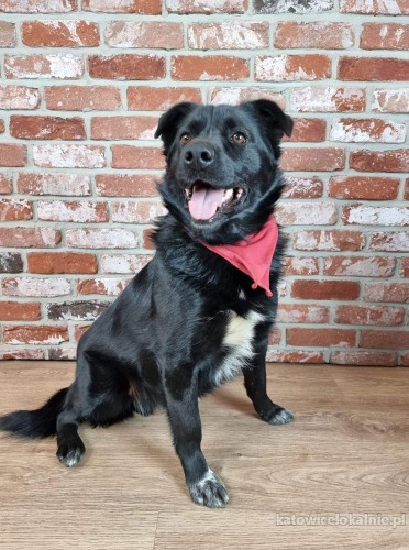 rodzinny-adas-wesoly-psiak-szuka-kochajacego-domu-70581-katowice.jpg