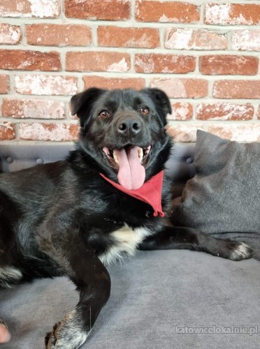 rodzinny-adas-wesoly-psiak-szuka-kochajacego-domu-70581-psy.jpg