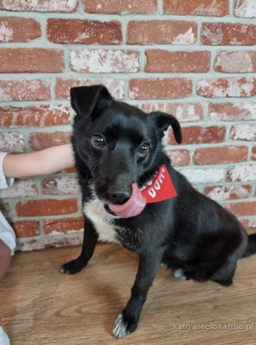 baczek-wesoly-przylepny-psiak-szuka-kochajacego-domu-70583-katowice.jpg