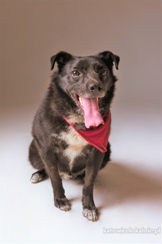 baczek-wesoly-przylepny-psiak-szuka-kochajacego-domu-70583-sprzedam.jpg