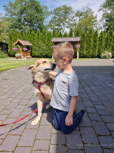 marko-wspanialy-niekonfliktowy-psiaczek-do-pokochania-70619-katowice.jpg