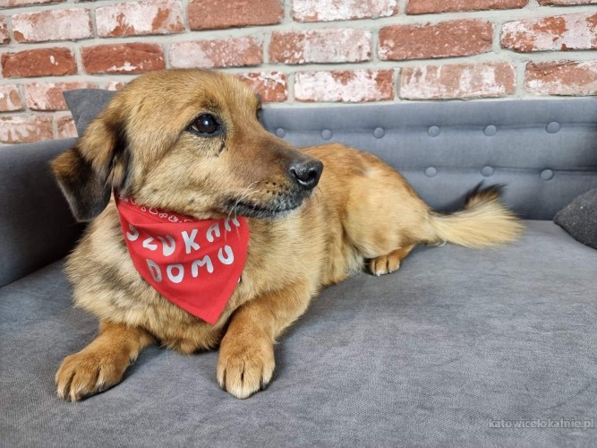niewielki-rudek-kotolubny-wesoly-psiak-do-adopcji-70653-psy.jpg