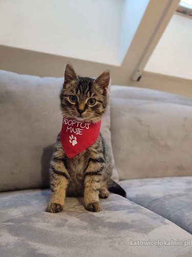 rysio-koci-dzieciak-szuka-domu-70660-katowice.jpg