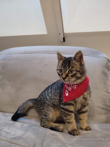 rysio-koci-dzieciak-szuka-domu-70660-sprzedam.jpg