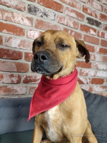 mlody-wiesio-przytulasek-grzeczny-i-towarzyski-psiak-70681-katowice.jpg