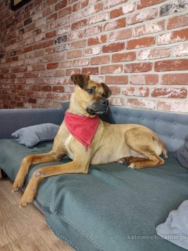 mlody-wiesio-przytulasek-grzeczny-i-towarzyski-psiak-70681-psy.jpg