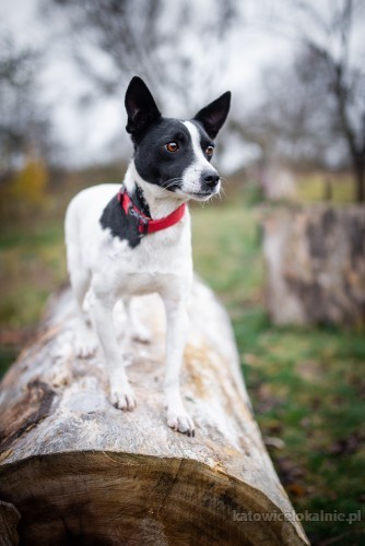 nakolankowa-sally-psi-aniolek-do-pokochania-70900-katowice.jpg