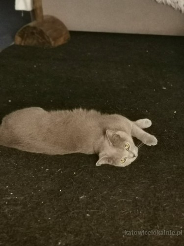 lenka-mloda-sliczna-koteczka-brytyjka-szuka-domu-71075-katowice.jpg