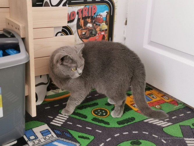 lenka-mloda-sliczna-koteczka-brytyjka-szuka-domu-71075-koty.jpg