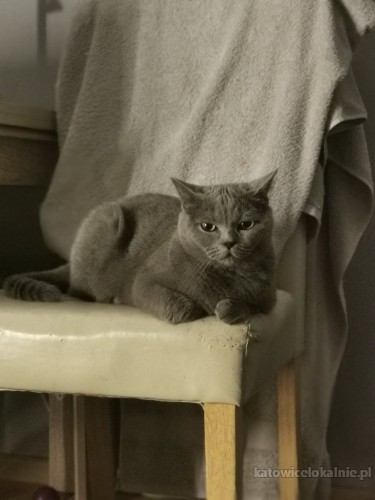 lenka-mloda-sliczna-koteczka-brytyjka-szuka-domu-71075-sprzedam.jpg