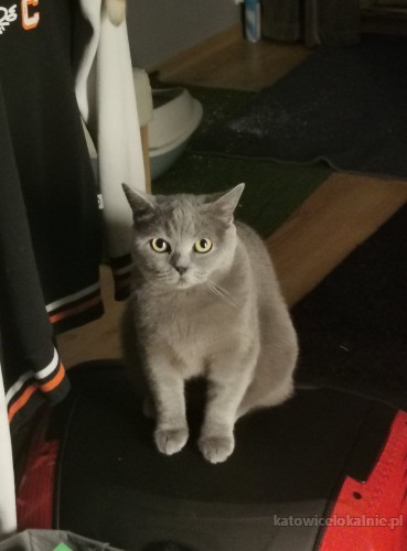 lenka-mloda-sliczna-koteczka-brytyjka-szuka-domu-71075-zdjecia.jpg