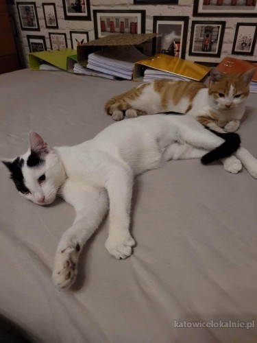 bolek-i-lolek-cudne-kociaki-chlopaki-do-adopcji-71093-katowice.jpg