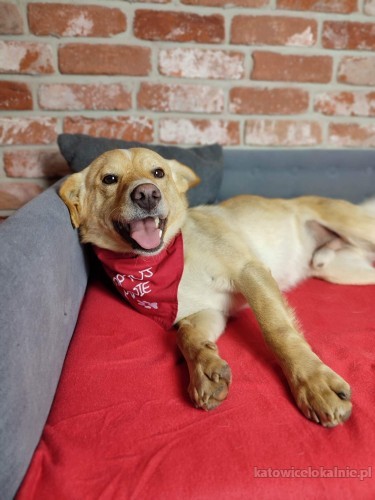 8-miesieczny-chrupek-kochany-wesoly-psiaczek-71104-katowice.jpg