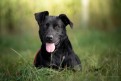 Czarna - młoda, przyjazna suczka do pokochania!