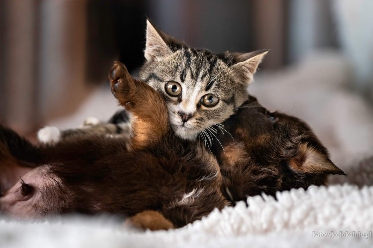 4-miesieczne-slodkie-kocurki-do-pokochania-71352-katowice.jpg