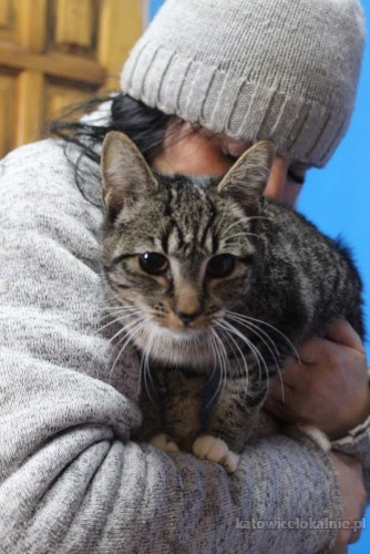 8-miesieczna-pola-mizisiata-koteczka-do-pokochania-71448-sprzedam.jpg