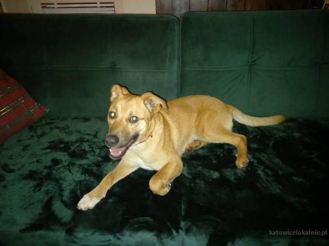 misiek-psi-dzieciak-domowy-fajny-psiak-adopcja-71450-katowice.jpg