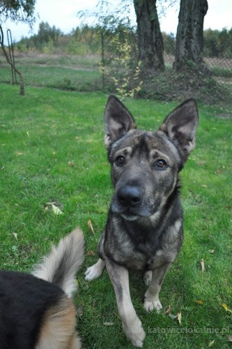 iwan-domowy-niekonfliktowy-psi-podrostek-do-pokochania-na-juz-71538-katowice-foto.jpg