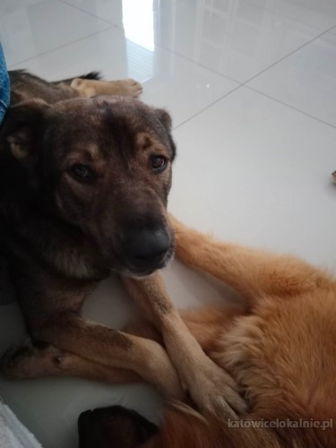 iwan-domowy-niekonfliktowy-psi-podrostek-do-pokochania-na-juz-71538-zdjecia.jpg
