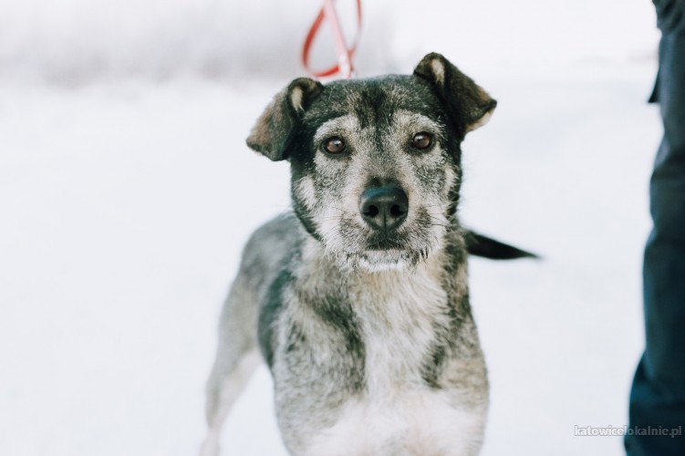 Przyjazny, skory do zabaw Dżinks poleca się do adopcji!