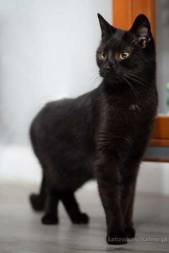 czarne-mruczaste-pieknosci-do-pokochania-71623-katowice.jpg