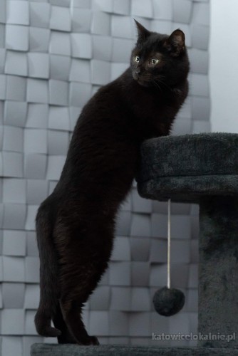 czarne-mruczaste-pieknosci-do-pokochania-71623-koty.jpg