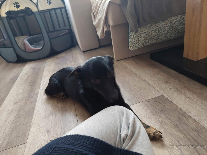 malenka-domowa-sisi-szuka-wspanialego-domu-71656-katowice.jpg