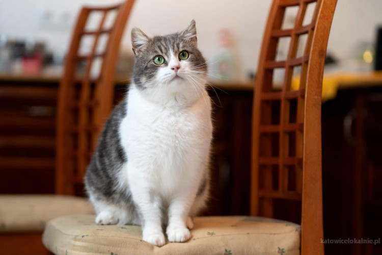 dyzio-mlody-fajny-kocur-do-pokochania-71668-katowice.jpg